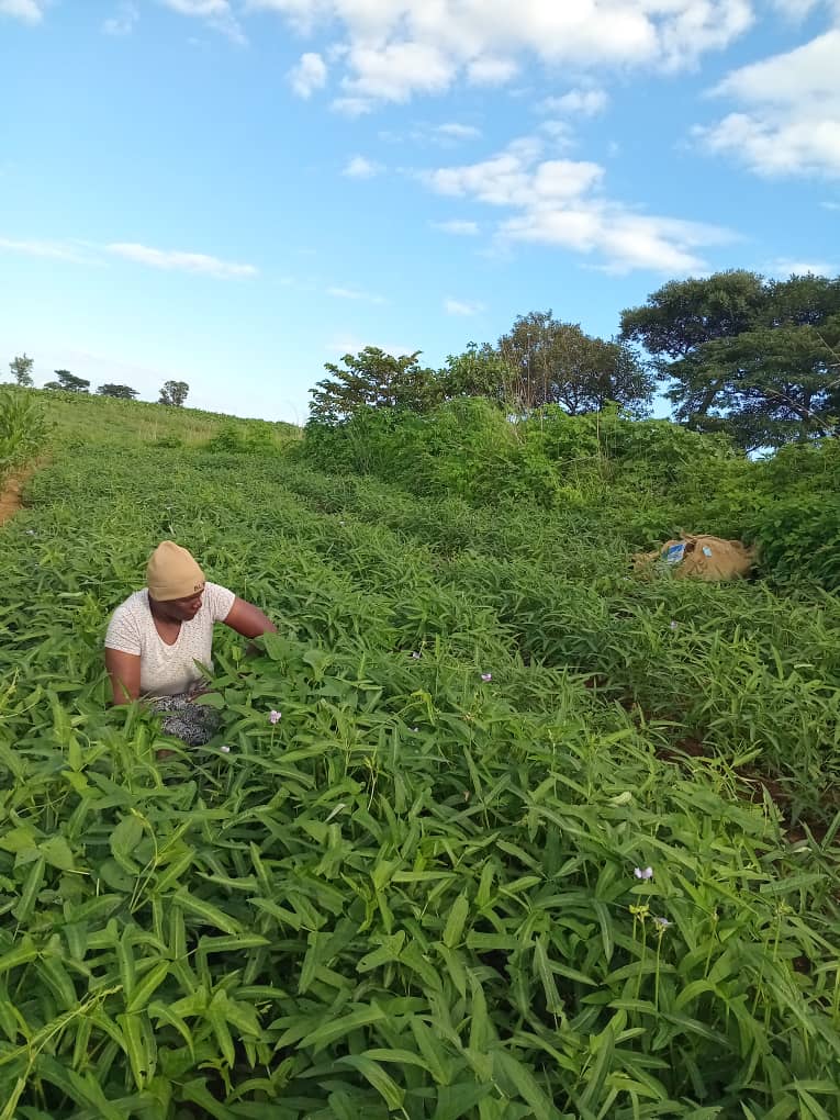 Cowpea