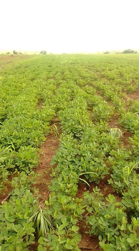 Groundnut