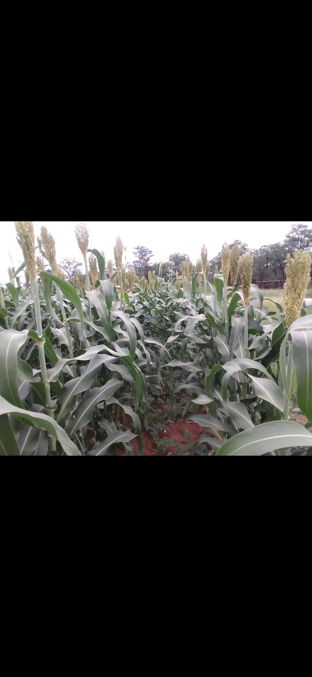 Sorghum