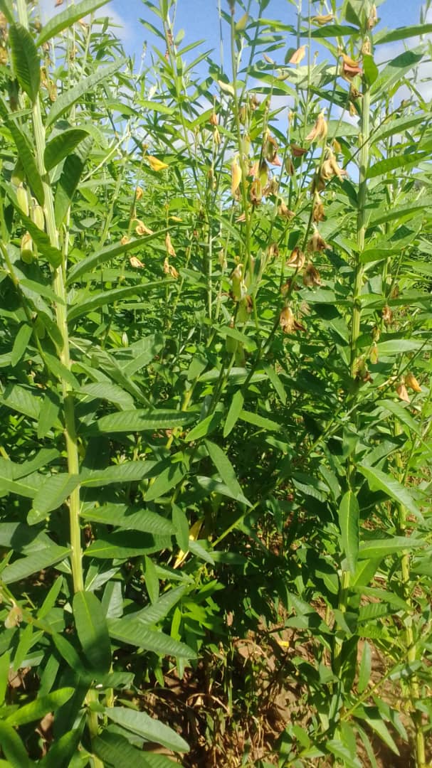 Sun Hemp