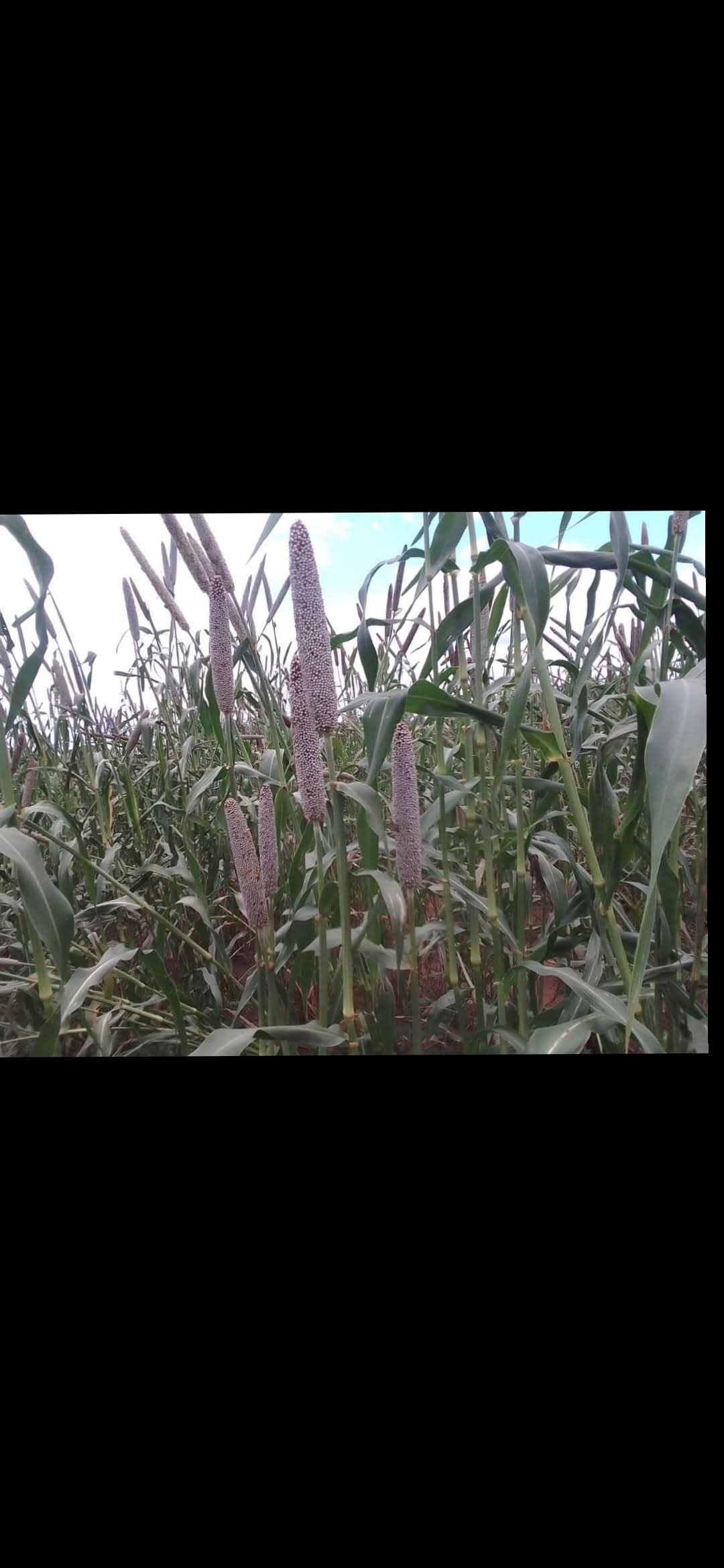 Pearl Millet
