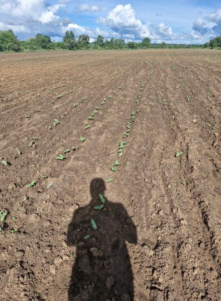 Cowpea