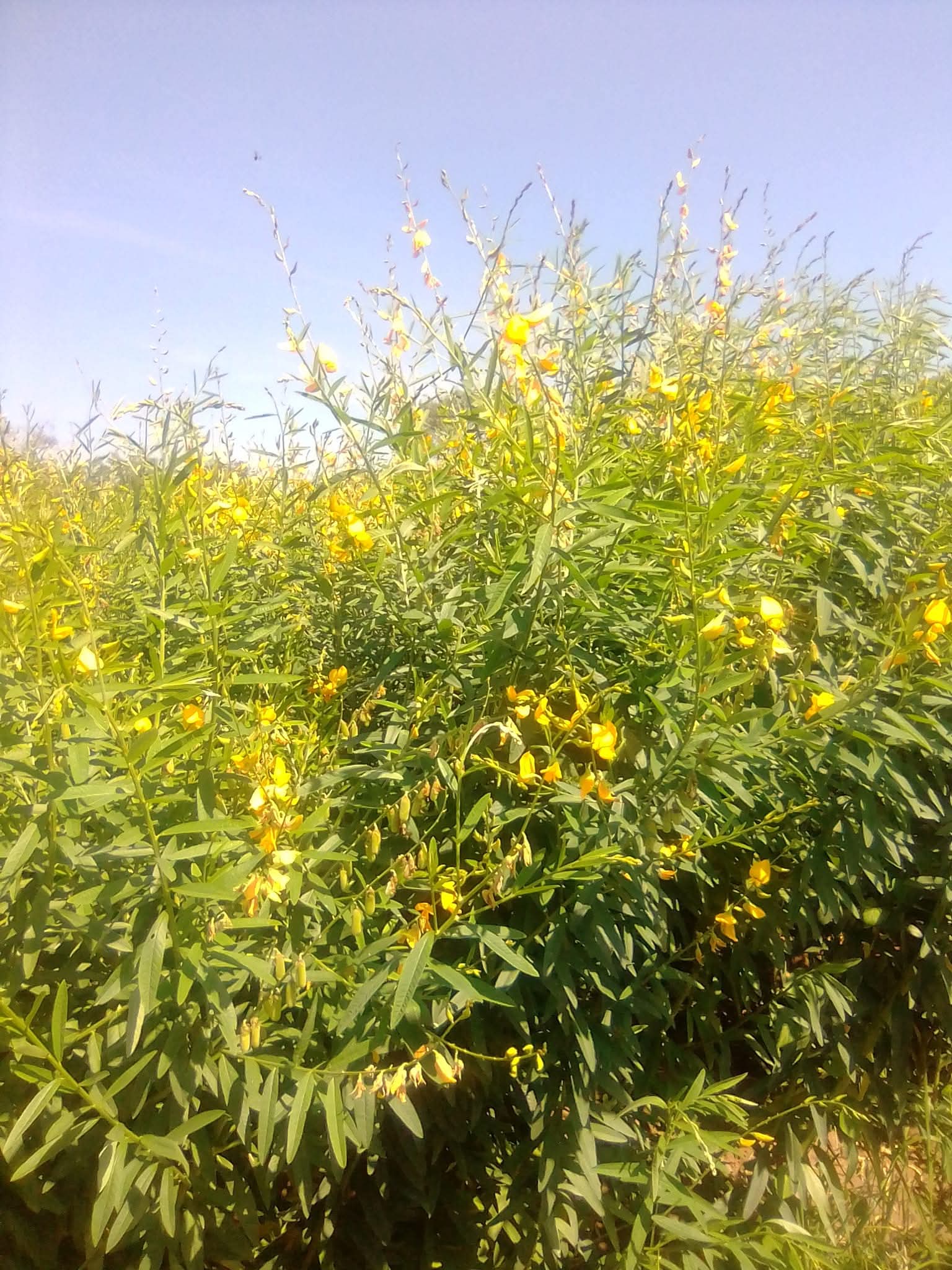 Sun Hemp